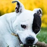 american staffordshire terrier